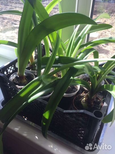 Луковицы гиппеаструма