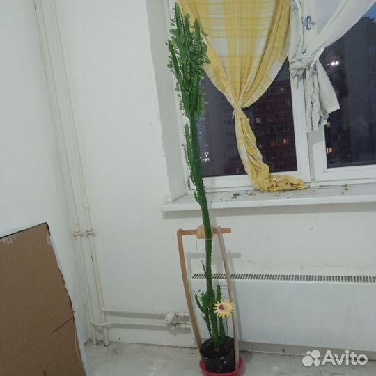 Кактус молочай, хлорофитум, бальзамин