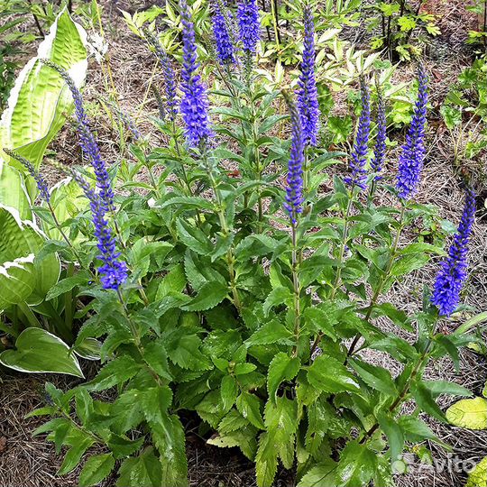 Многолетние цветы