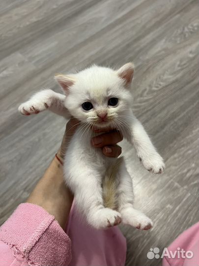 Британские котята