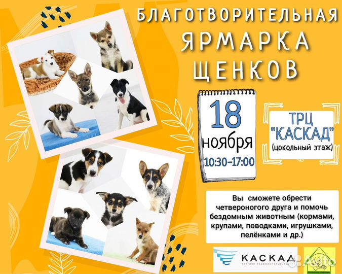 Выставка щенков в Каскаде