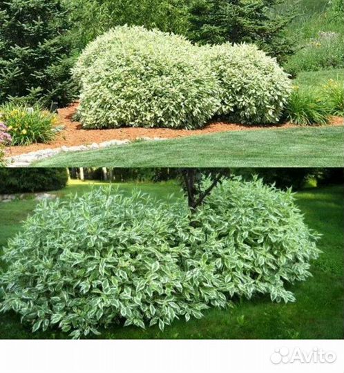 Дерен элегантиссима