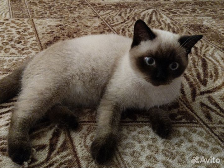 Шатландский кот