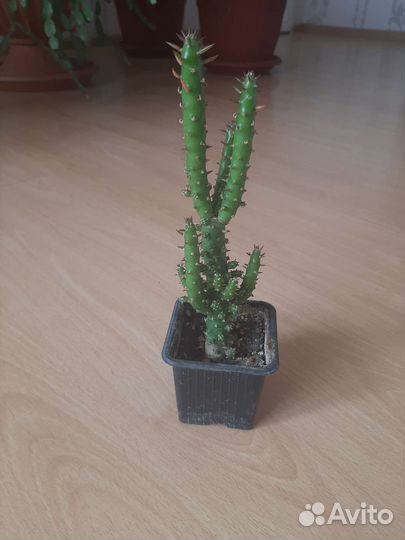 Комнатные цветы