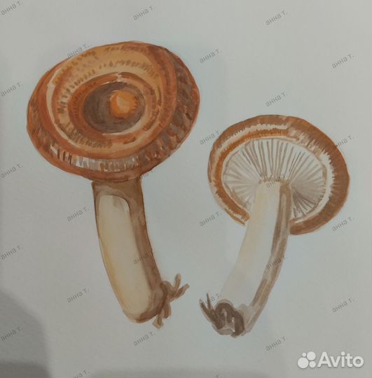 Акварель. Ботаника. Грибы