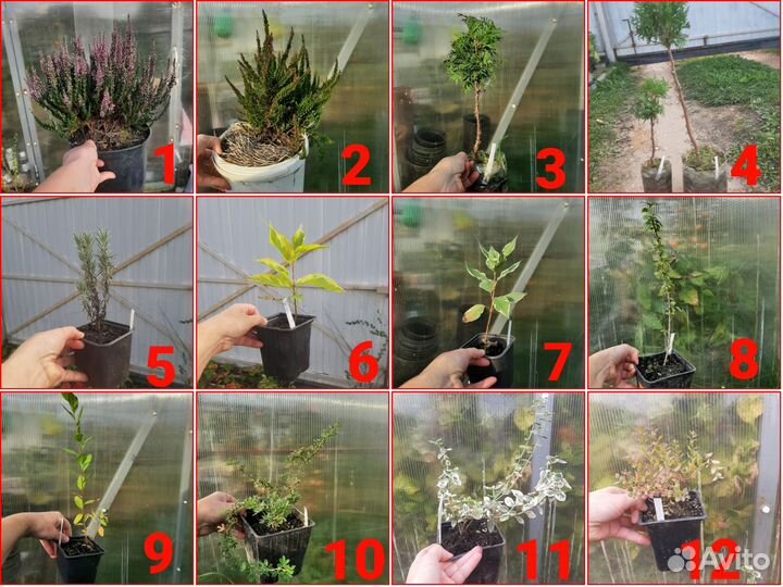 Верески, спиреи, дерен, лаванда, бирючина