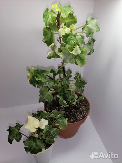 Крассула Серментоза вар, Фатсхедера вариегатная