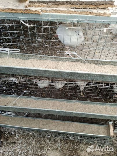 Перепела продажа