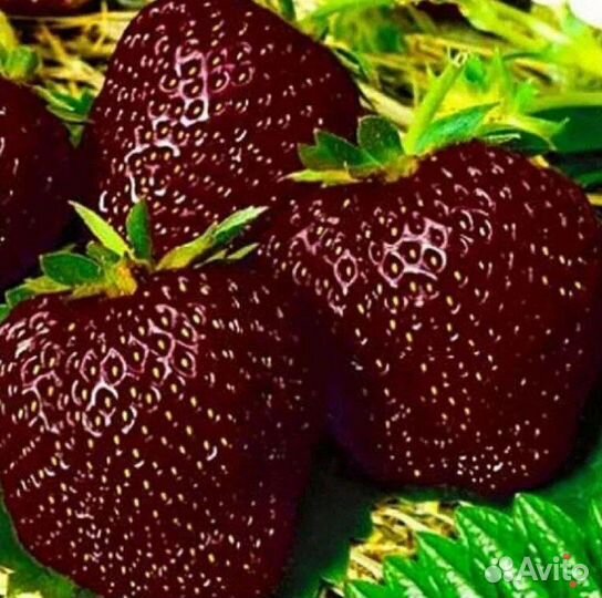 Клубника Чёрный Принц рассада