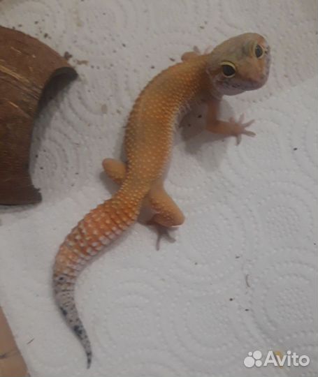 Эублефар самка