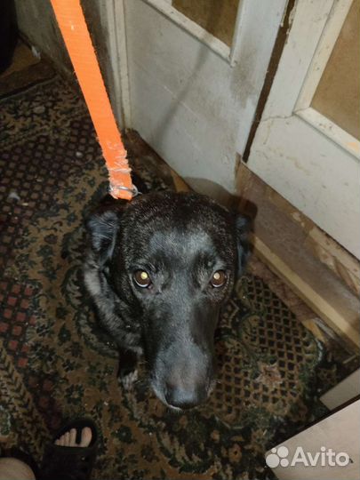 Собака в добрые руки