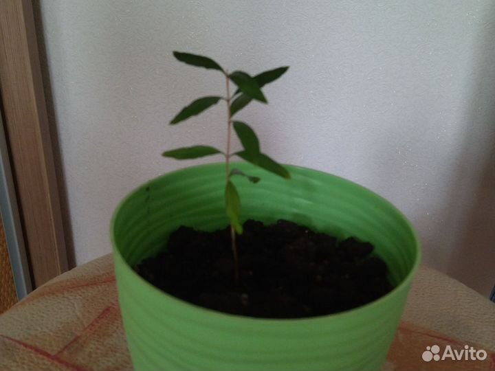 Карликовый гранат