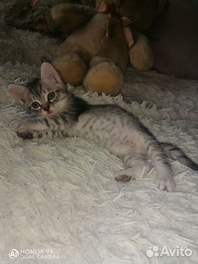 Британские вискасы )