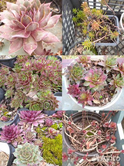 Молодило,каменная роза