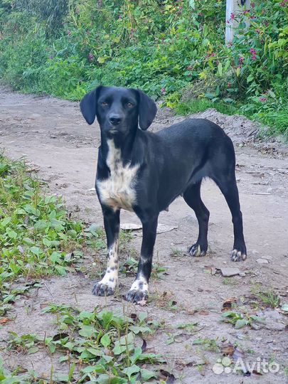 Собака в добрые руки