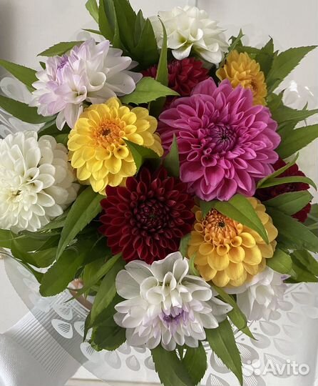 Георгины букетом