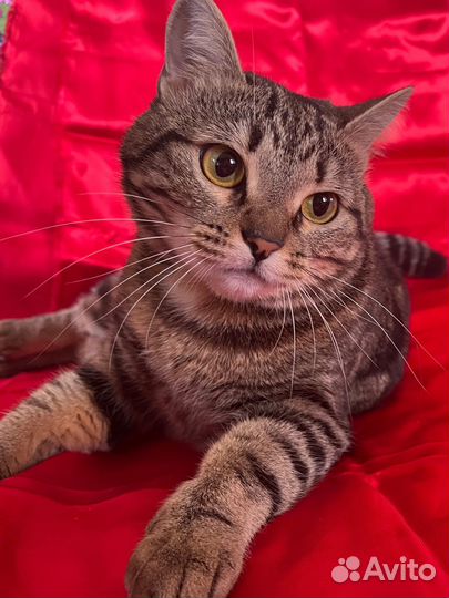 Кошечка Элис