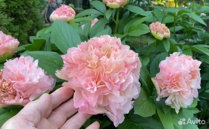 Пионы сортовые