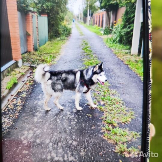 Найдена собака хаска