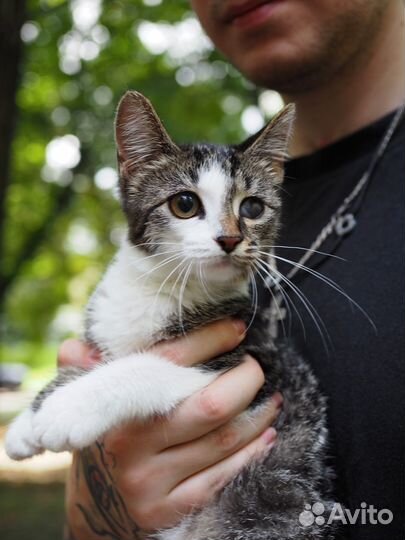 Котенок девочка