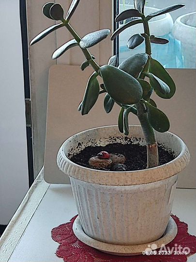 Денежное дерево толстянка крассула