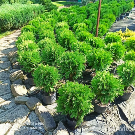 Саженцы хвойных и декоративных растений