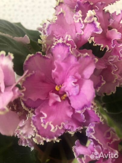 Сортовая фиалка, ав-Джоли