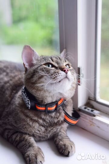 GPS трекер для животных