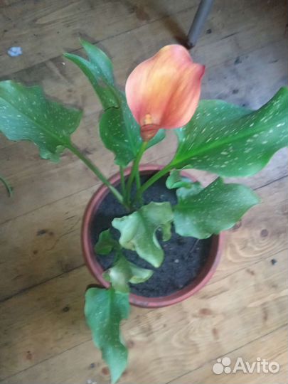 Калла оранжевый цвет 1 г