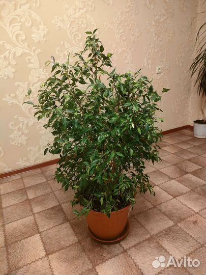 Фикус бенджамина