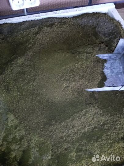 Чага березовая от сборщика