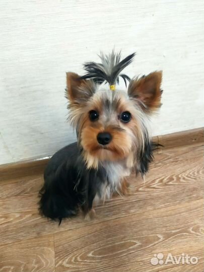 Стрижка собак (груминг)