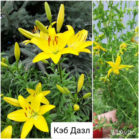 Садовые цветы многолетники желтые
