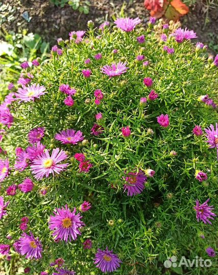 Астры октябринки