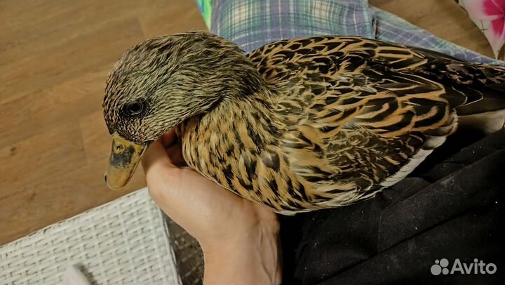 Дикие чубарые подсадные утки для охоты