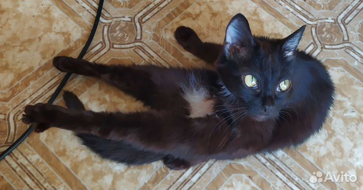 Кошка-малышка