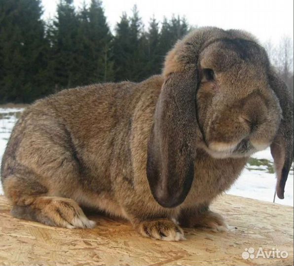 Вязка Кролика Французский Баран