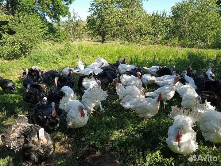 Мясо домашней индейки