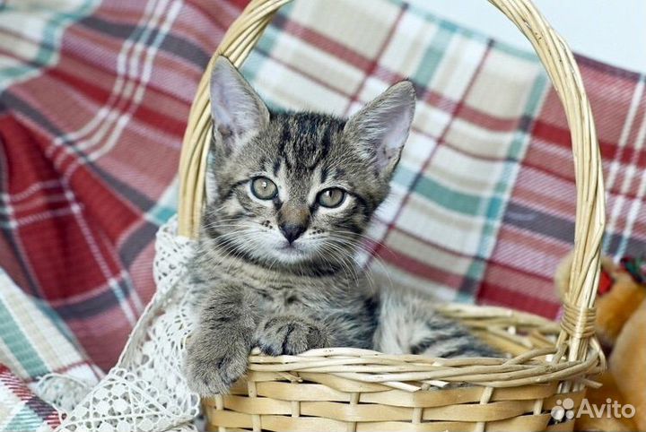 Полосатый котенок Полоскин в добрые руки