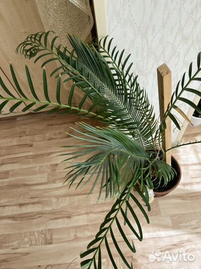 Цикас/саговник с доставкой