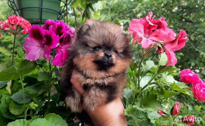 Померанский шпиц мини в типе мишка
