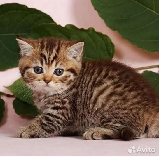 Шотландский мальчик пятнистый табби