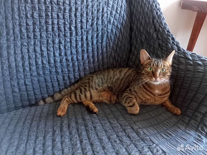 Кот в добрые руки