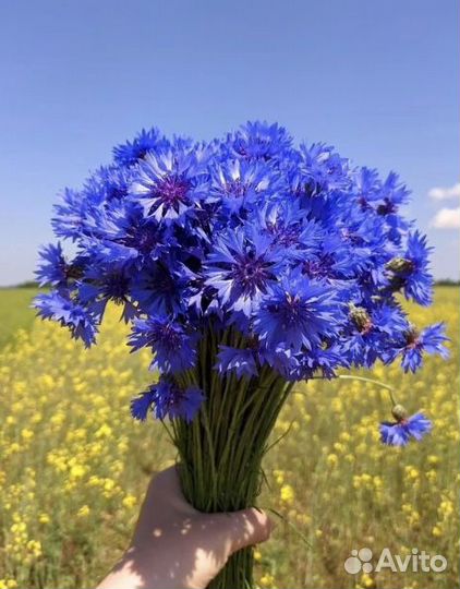 Васильки ромашки букеты композиции