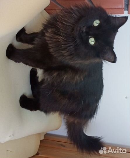 Отдам кошек в добрые руки