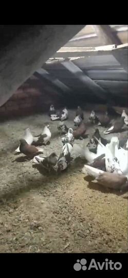 Гулуби Николаеские