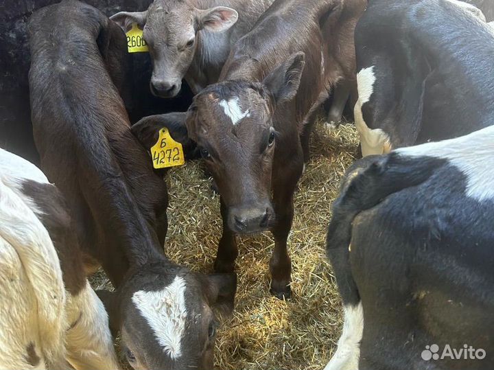 Бычки телята