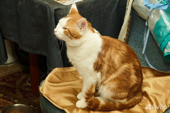 Котику нужен очень дом
