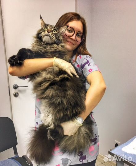 Передержка животных