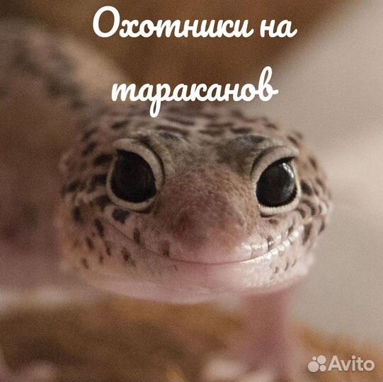 Передержка рептилий и мелких домашних животных